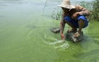 農民在安徽巢湖用手撈藍藻 農民在安徽巢湖用手撈藍藻